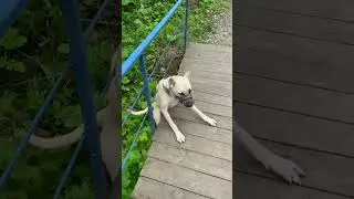 Пес самоубийца🐕 |Тик ток приколы |Тик Ток Tik Tok #shorts