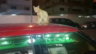 Cat on a Car ignores me.