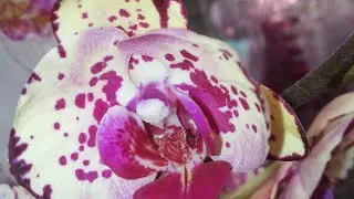 Фаленопсис на самом деле он жёлтый