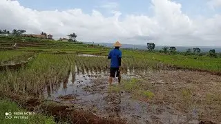 HARI KRIDA PERTANIAN TINGKAT KECAMATAN KAWALI 48(Era New Normal)