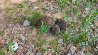 Мама ежиха с ежатами на прогулке