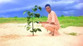 Kinemaster Toturial: Capturing the magic of growing plant