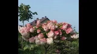 How to form and double the crown of a standard panicle hydrangea in one season.