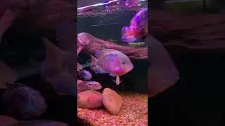 Surrounded by BEAUTIFUL FISH! #fishcare #fish #fishkeeping