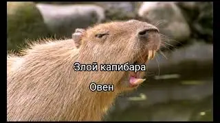 Какой ты капибара по знаку зодиака. 2 часть