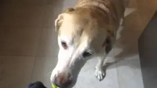 WHAT DID MY DOG DO?!?!