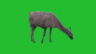 Best Green screen Effect|Free download|use on your video.