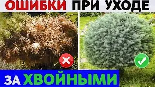 Уход за ХВОЙНЫМИ | Киев | Экомир Украина