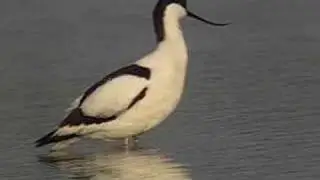 AVOCETA / AVOCET