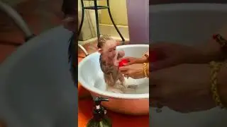 Shower time #monkey #baby #shortvideo #love #cute