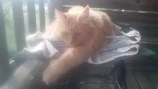 Соседская кошка Ксю