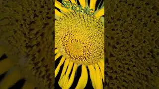 Beautiful Sunflower
