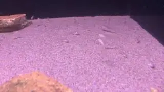 Xenotilapia nigrolabiata red princess, Enantiopus Kilesa, Eretmodus Moba F1