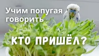 Кто пришёл? Учим попугая говорить
