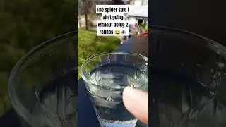 spiders are fast #spider #funny
