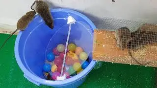 Homemade mouse traps from plastic buckets / Mouse trap with toys, wheat / mouse trap 2019