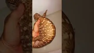 ТРИ ДВА РАЗ ПОЕХАЛИ