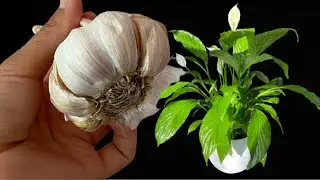 Only 2 cloves of garlic/Всего 2 зубчика чеснока