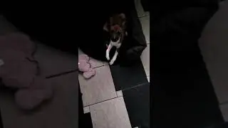 Бассенджи ругается
