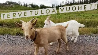 Aitauksen ja karsinan rakennusta Gopalalaakson vuohille