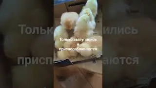 Только вылупились, пока курица- наседка сидит, эти приспосабливаются к жизни.