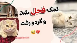 وقتی نمک فحل شد و مجبور شدیم گردو رو جدا کنیم 😿💔