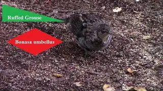 Ruffed Grouse-Bonasa umbellus