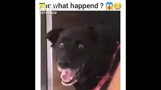 dog clean reaction 🔥🔥 #SHORT VIDEO
