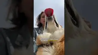 ДГСИТТЕР или РОДИТЕЛИ? 