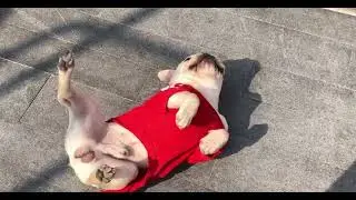 Я на солнышке лежу Frenchie love sunshine ☀️