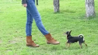 Дрессировка чихуа-хуа на улице