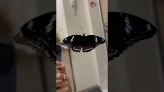 Бессмертная Бабочка😱 Как она смогла? 