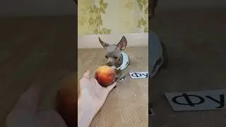 Ням или фу? 