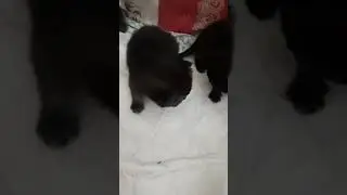 два брата #cat #shorts