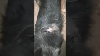 Кажется мой пёс подрался. Или это лешай?