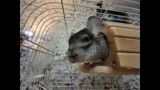 Шиншилла. Chinchill.