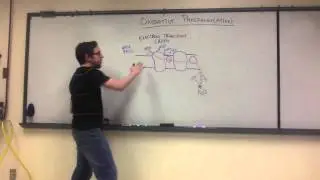 Lecture Review - Oxidative Phosphorylation (Biol 1406 Ch 9)
