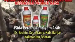 BUDIDAYA AYAM ARAB DENGAN MENGGUNAKAN PUPUK ORGANIK NASA