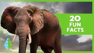 20 FUN FACTS about ELEPHANTS that you didn't know🐘
