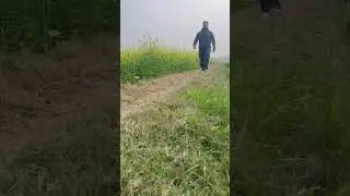 #animal #morning #walking #villagelife #villagelifestyle #happy #mustard #viralshorts #trending