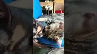 Sayang Adik..