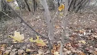 Навозник белый! Чуть не опоздал на сбор урожая.