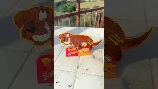 fireworks funny doggy