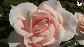 🌹  