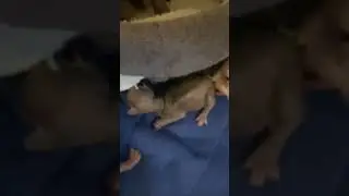 Кошачьи роды
