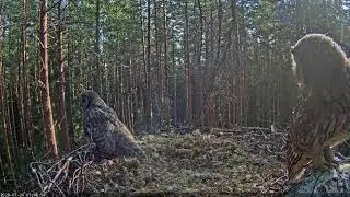 Must toonekurg::Ciconia nigra - Young Ural owls 2020-07-20