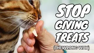 Cat Training Treats Used the Right Way