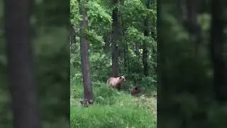 г. Охота на кабана с вышки, а вышел медведь!🐻