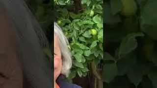 The benefits of lemons 🍋
