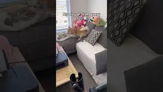 My Dog at 6am Every Morning 💨Pomsky Dog Ocean #shorts #doglover #youtubeshorts